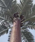 Torre de comunicaciones camuflada (Torre de palmera)